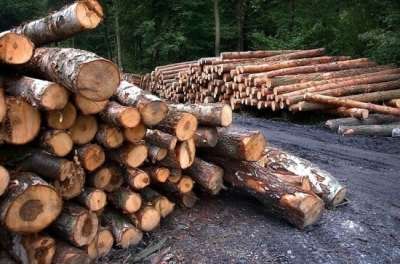 По словам первого заместителя председателя Комитета Владимира Сысоева, проблема вывоза леса, вырубленного чёрными лесорубами, огромна. 