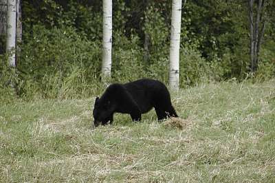 Если летом медведицы ели много человеческой еды, то период зимней спячки у них сокращался.