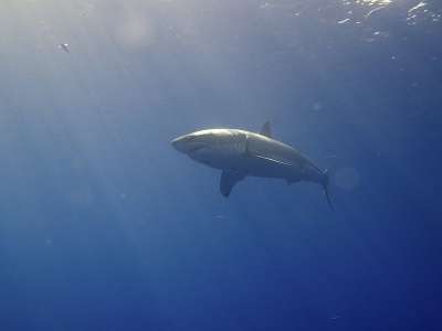 Большая белая акула / Elias Levy / Wikimedia Commons