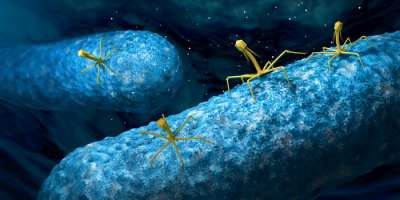 Чтобы не пускать к себе конкурентов, кишечные палочки используют сразу двух бактериофагов, чтобы узнавать и убивать чужаков. Иллюстрация Burgstedt / Depositphotos.