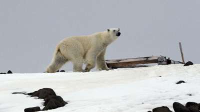 Белый медведь. Архивное фото РИА Новости / Вера Костамо