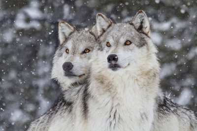 В топ самых умных животных на Урале вошли волки. Фото: iStock