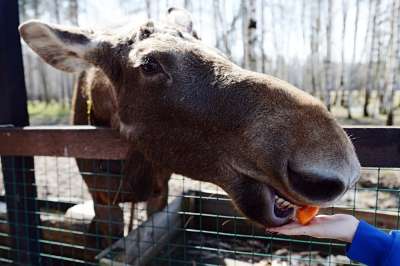 На лосиной биостанции парка звери с удовольствием лакомятся морковкой из рук экскурсантов. Фото: РИА новости www.ria.ru