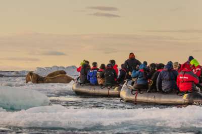 При появлении туристических лодок молодые моржи-самцы мобилизуются и готовятся отразить вторжение. Фото: Николай Гернет