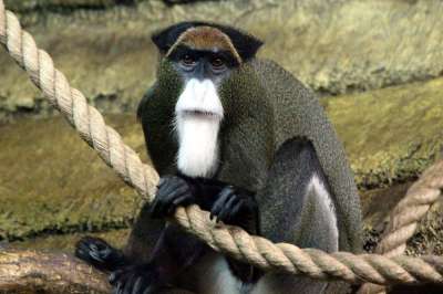 Также МСОП включил в список еще семь видов приматов, которым грозит исчезновение, шесть из которых из Западной Африки.
