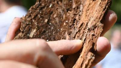 Кора дерева, зараженная жуком-короедом. Фото: Global Look Press/dpa/Patrick Seeger