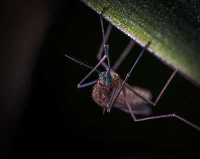 Опасные насекомые из Африки и Азии вызывают эпидемические вспышки лихорадок Денге, Чикунгунья и Зика