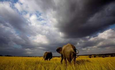 На сегодняшний день, например, африканские слоны находятся в шаге от вымирания. Фото: daypic.ru