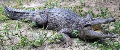 Крокодил обитает в Новой Гвинее.