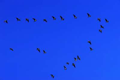 Благодаря деятельности мигрирующих птиц поддерживается баланс экосистемы в целом