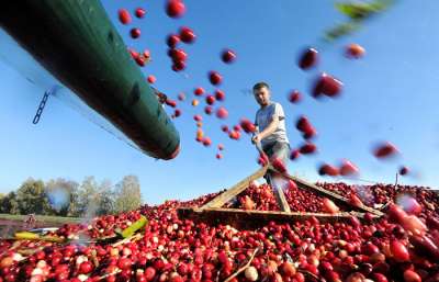 Сбор урожая клюквы. Фото: Виктор Драчев/ТАСС