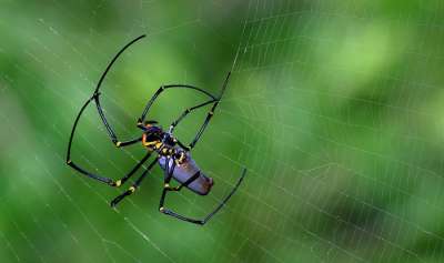 Бактерии не трогают паучью паутину потому, что им очень трудно ею питаться. На фото паук Nephila pilipes / Graham Winterflood / Flickr.com