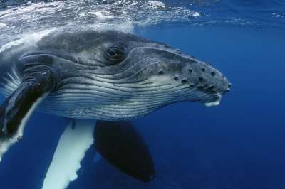 Несмотря на восстановление популяции, только 10 из 14 видов горбатых китов демонстрируют быстрый рост, еще четыре так и остаются в статусе вымирающих.