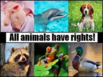 Международный день прав животных объединяет всех неравнодушных