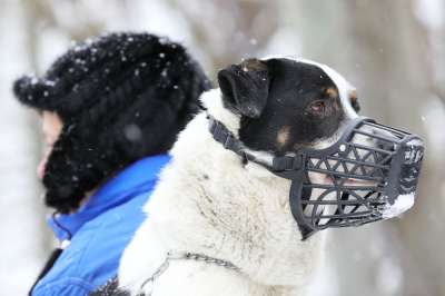 Собаки 12 пород потенциально опасны для людей. Фото: РИА Новости