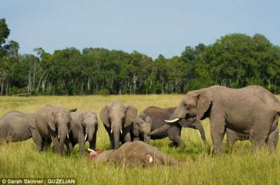 Слоны собрались вокруг тела павшего сородича. Специалисты считают, что, обследуя тело, слоны не только распознают выбывшего, но и эмоционально переживают, и при этом переживания об утрате у слонов индивидуальны. Фото: dailymail.co.uk