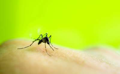 В поиске пищи комарам помогают рецепторы, реагирующие на понижение температуры. Фото: apichart / Depositphotos