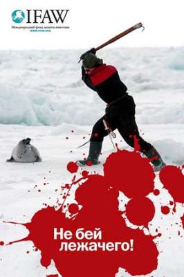 Плакат акции IFAW по спасению гренландского тюленя