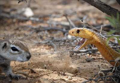 Защищая своих детенышей, маленький грызун не боится даже самого страшного врага. Фото: Kruger Sightings