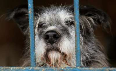 Собака в вольере приюта для бездомных собак . Фото: РИА Новости / Антон Денисов