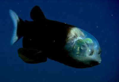 Для защиты от хищников они умеют регулировать свечение своего тела так, чтобы сливаться с водой. Фото: Monterey Bay Aquarium Research Institute / YouTube