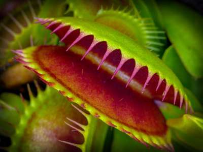 Венерина мухоловка – одно из немногих растений, способных к быстрым движениям, столь необходимых в охоте на насекомых. И важным инструментом при этом является счет. Фото: Mark Freeth/Flickr.com 