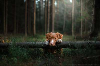 Фото: Анна Аверьянова. Недавнее исследование показало, что собаки более чувствительны к человеческим эмоциям, чем мы думали. 