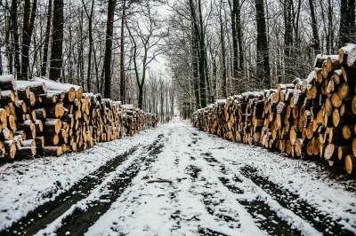 Зампред Совбеза также сообщил о необходимости внедрения современных технологий лесопользования, предусматривающих восстановление лесов. Иллюстрация: pixabay.com
