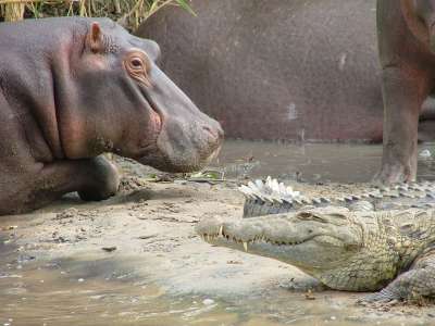 Встреча игривого бегемота и хищной рептилии получила неожиданную развязку. Фото: Paul Williams / Flickr.com