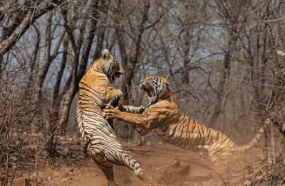Повздорили две тигрицы: Нур и Султана