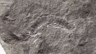 Возраст находки составил 425 миллионов лет. Фото: British Geological Survey