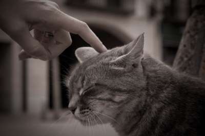 Кошки более ласковы, что «затрагивает струны» чувствительных людей. 