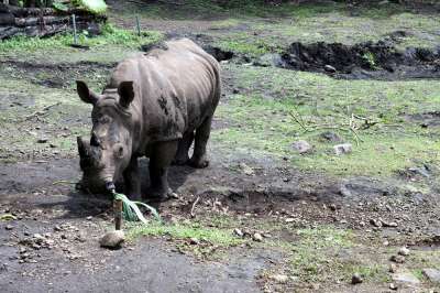 Суматранский носорог. Вид сохранился только на Малайском полуострове и двух островах Индонезии Фото: iStock