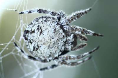 Хотя пауки Дарвина плетут огромные сети, длина туловища животных не превышает 6 мм. Фото: Wikimedia Commons