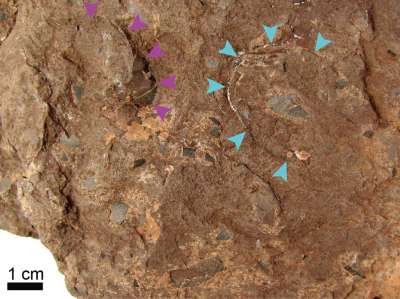  Группа палеонтологов из Японии сообщила о крохотной, но невероятно ценной находке. Фото: COURTESY OF UNIVERSITY OF TSUKUBA AND THE MUSEUM OF NATURE AND HUMAN ACTIVITIES, HYOGO / VIA KYODO