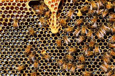 Пчёлы. Иллюстрация pixabay.com