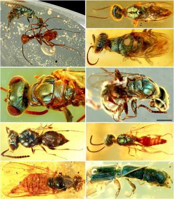 Яркие осы, найденные в бирманском янтаре палеонтологами. Фото: Cai et al., PRSB, 2020