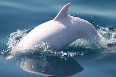  Редкий дельфин-альбинос замечен у берегов Крыма. Фото: ИнБЮМ РАН 