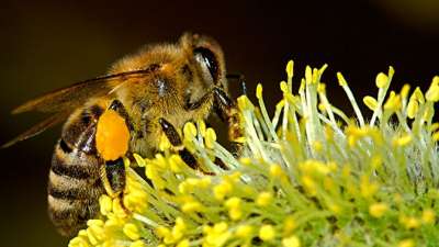 Паразит Nosema обитает в лепестках цветов и во время опыления превращается в грибок, который впоследствии поглощают пчелы. Фото: PublicDomainPictures, Pixabay