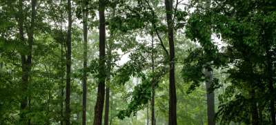 В лесах планеты произрастают 60 000 пород деревьев. Фото: ООН/М.Гартен