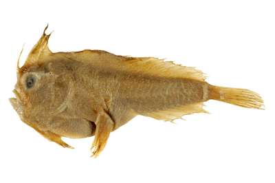 Представителей вида Sympterichthys unipennis из семейства брахионихтиевых не видели две сотни лет, но ученые не теряли надежды. Фото: Australian National Fish Collection