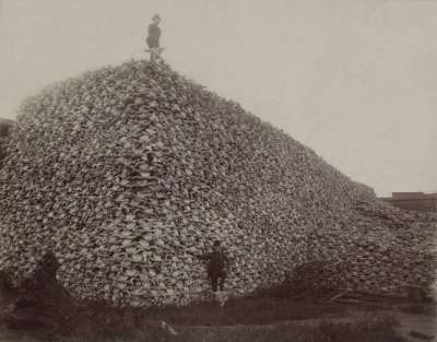 Гора бизоньих черепов. Фото сделано в 1870-е годы. Фото: Wikimedia Commons