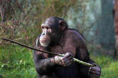 Шимпанзе с орудием труда. Фото: Clivia / Depositphotos