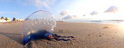 Для начала, это вовсе не медуза.  Фото: Wikimedia Commons