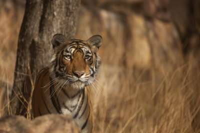 Особенно быстрый рост замечен среди популяции тигров в Индии и Непале. Фото: Rohit Varma / Flickr