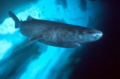 В среднем за минуту гренландская полярная акула совершает 9 плавательных движений хвостом