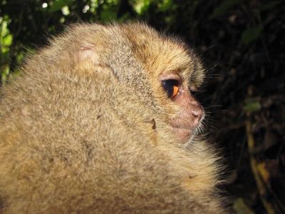 Новые разновидности приматов в Перу