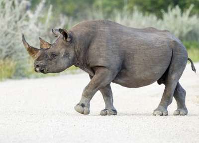 Черный носорог (Diceros bicornis) — вид на грани полного исчезновения. Фото: Wikimedia Commons