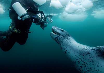 Морской леопард изучает повадки фотографа Пола Никлена. Фото: Йоран Эхльме