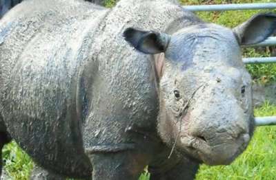 Фото: Borneo Rhino Alliance